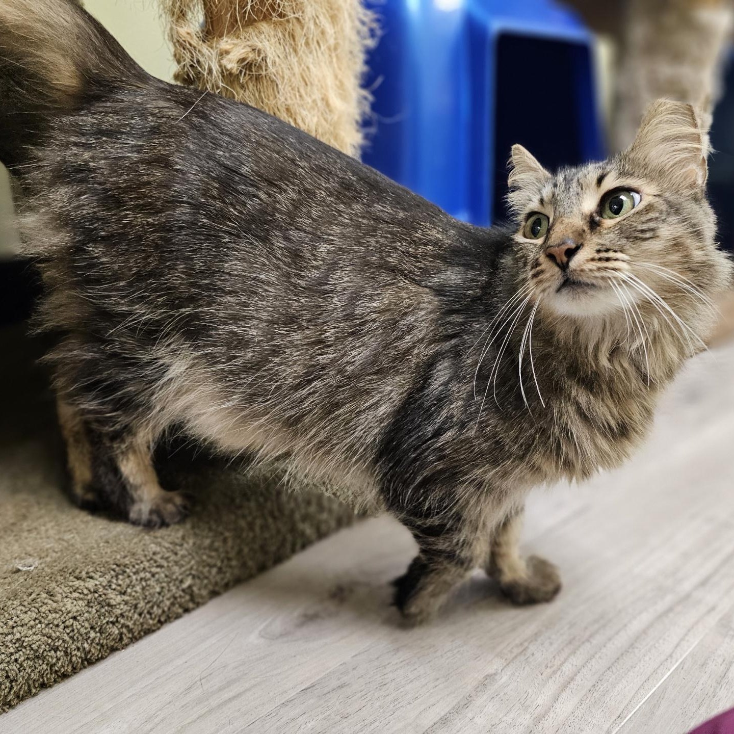 Maggie, a Adoptable mixed breed in Margate, FL image 4/5