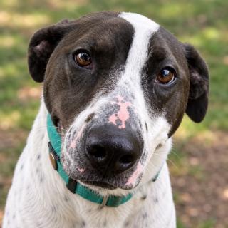 Ziggy , Adoptable, Adult Male Bull Terrier & Shepherd.