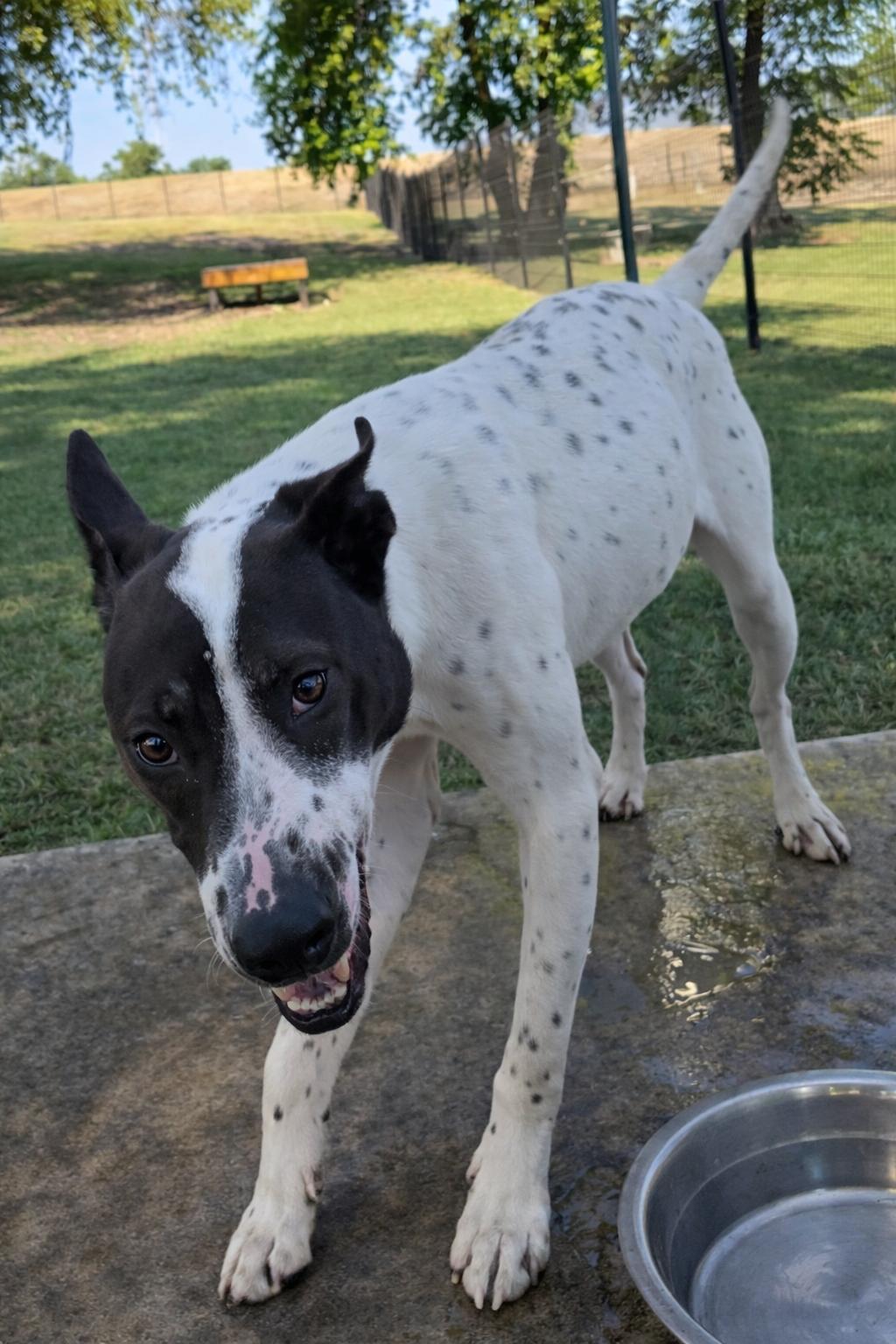 Enlarge Ziggy , a Adoptable mixed breed in Windcrest, TX image 4/5