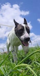 Enlarge Ziggy , a Adoptable mixed breed in Windcrest, TX image 5/5