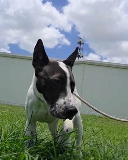 Enlarge Ziggy , a Adoptable mixed breed in Windcrest, TX image 2/5