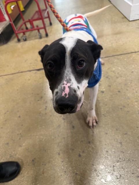 Enlarge Ziggy , a Adoptable mixed breed in Windcrest, TX image 3/5