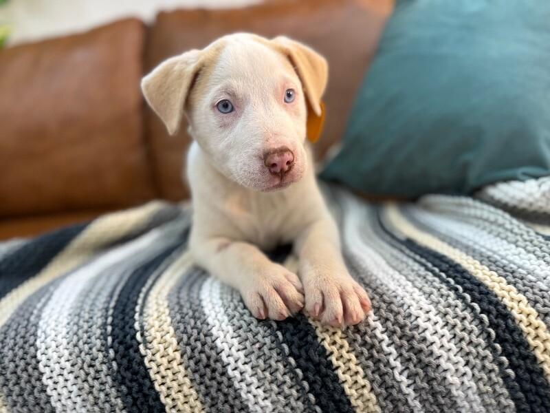 Mr White — thumbnail 2