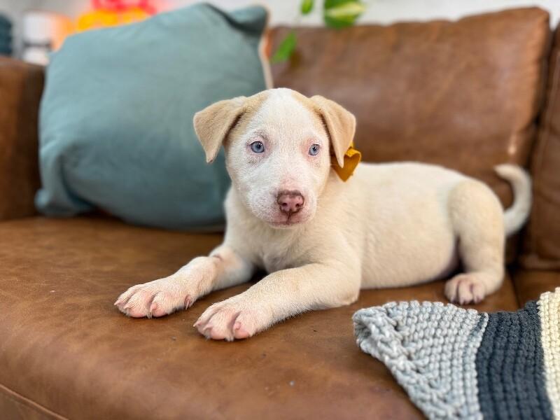 Mr White — thumbnail 5