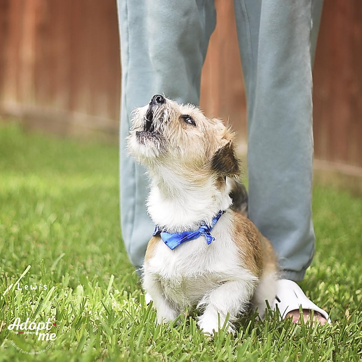 Enlarge Lewis, a ADOPTABLE mixed breed in Kingwood, TX image 6/6