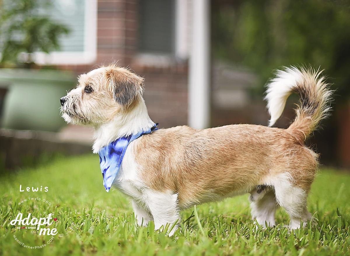 Enlarge Lewis, a ADOPTABLE mixed breed in Kingwood, TX image 3/6