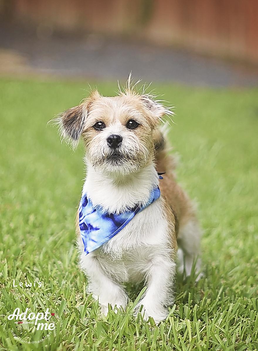 Enlarge Lewis, a ADOPTABLE mixed breed in Kingwood, TX image 2/6