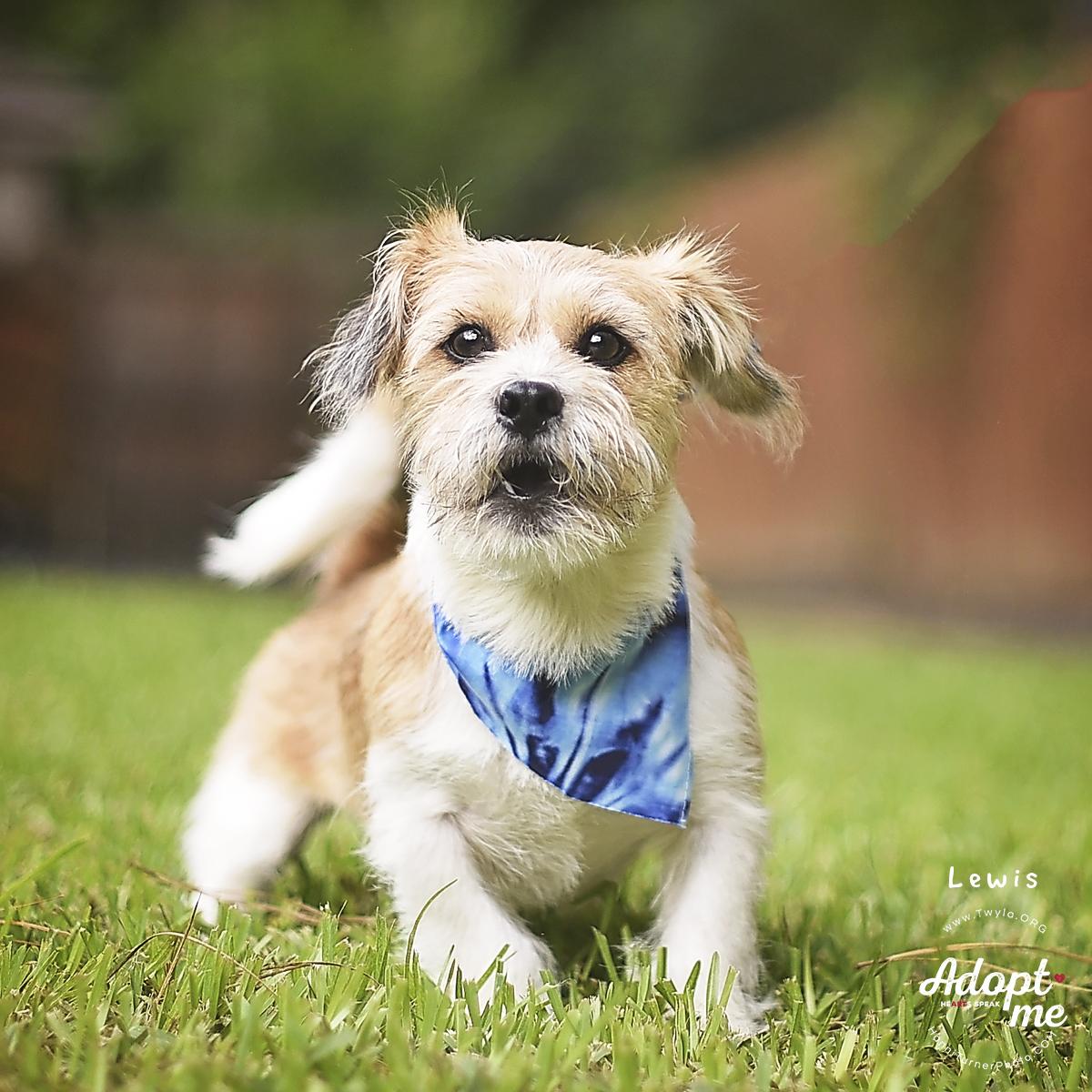 Enlarge Lewis, a ADOPTABLE mixed breed in Kingwood, TX image 5/6