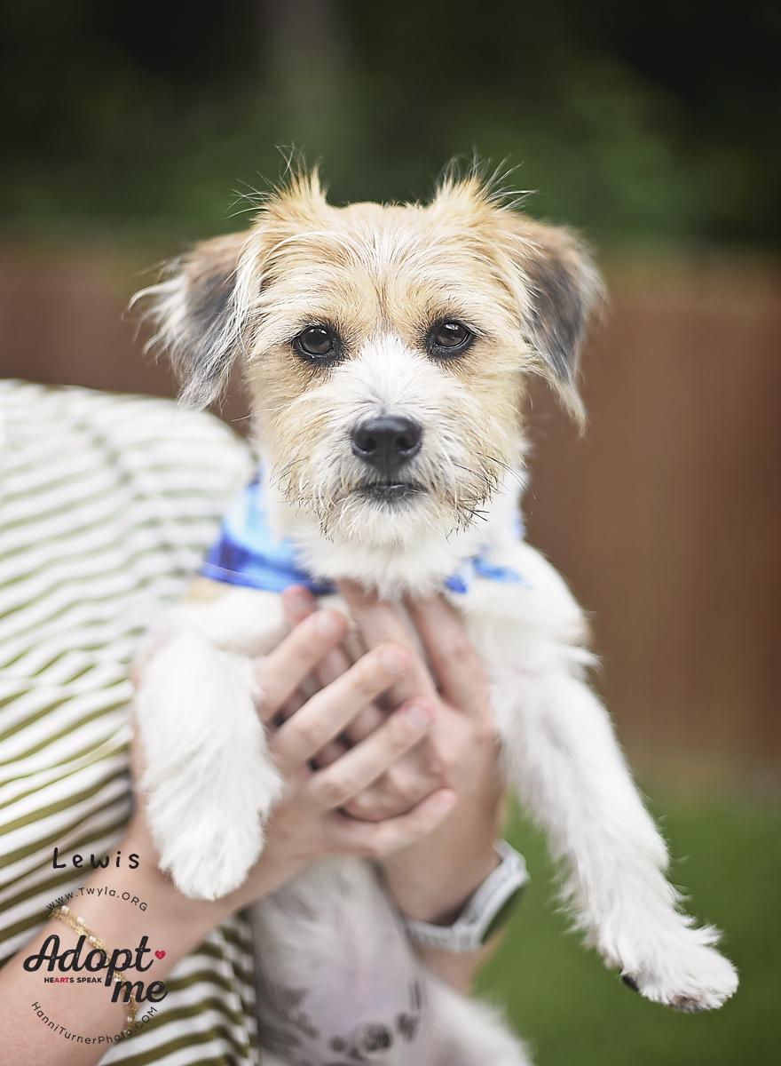 Enlarge Lewis, a ADOPTABLE mixed breed in Kingwood, TX image 1/6