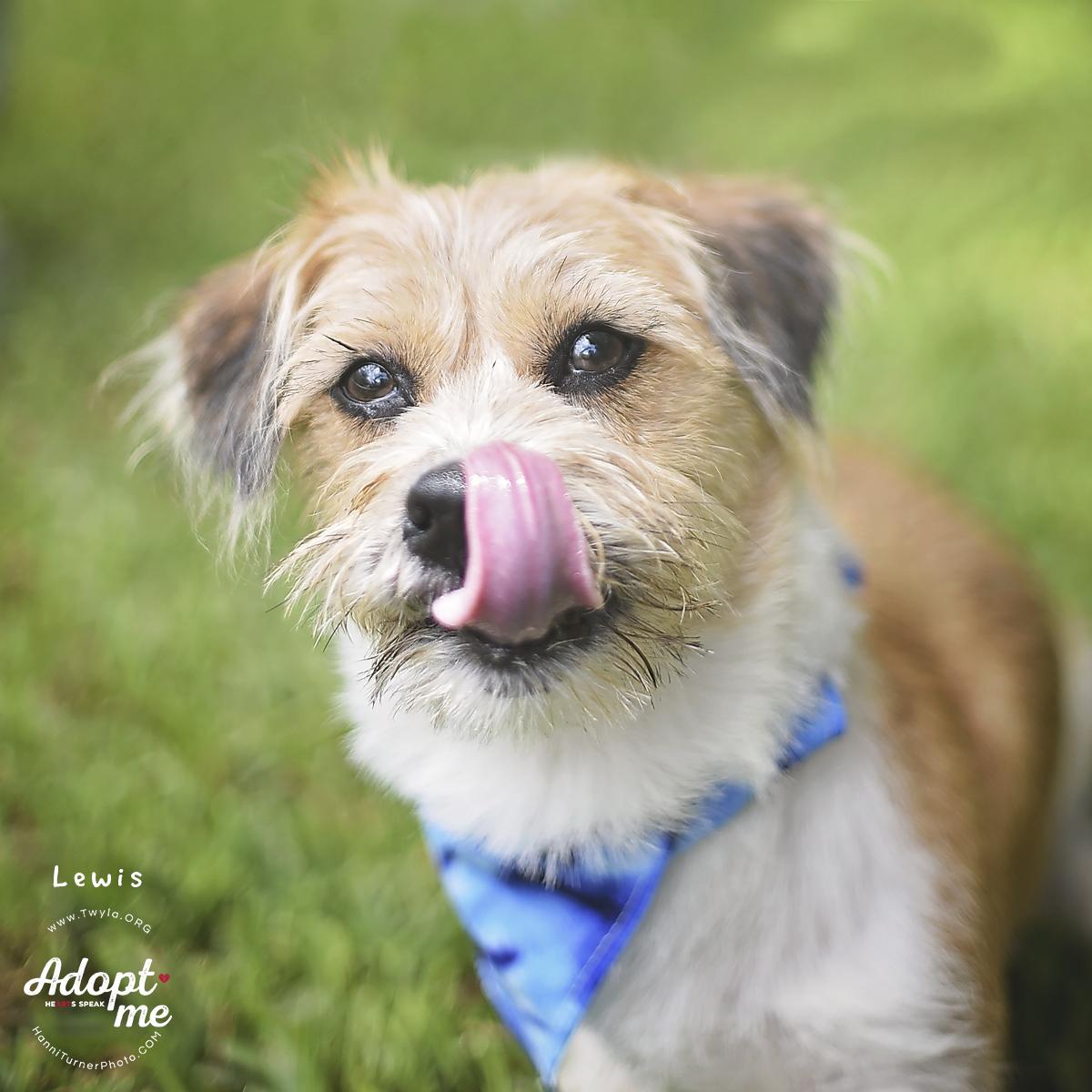 Enlarge Lewis, a ADOPTABLE mixed breed in Kingwood, TX image 4/6