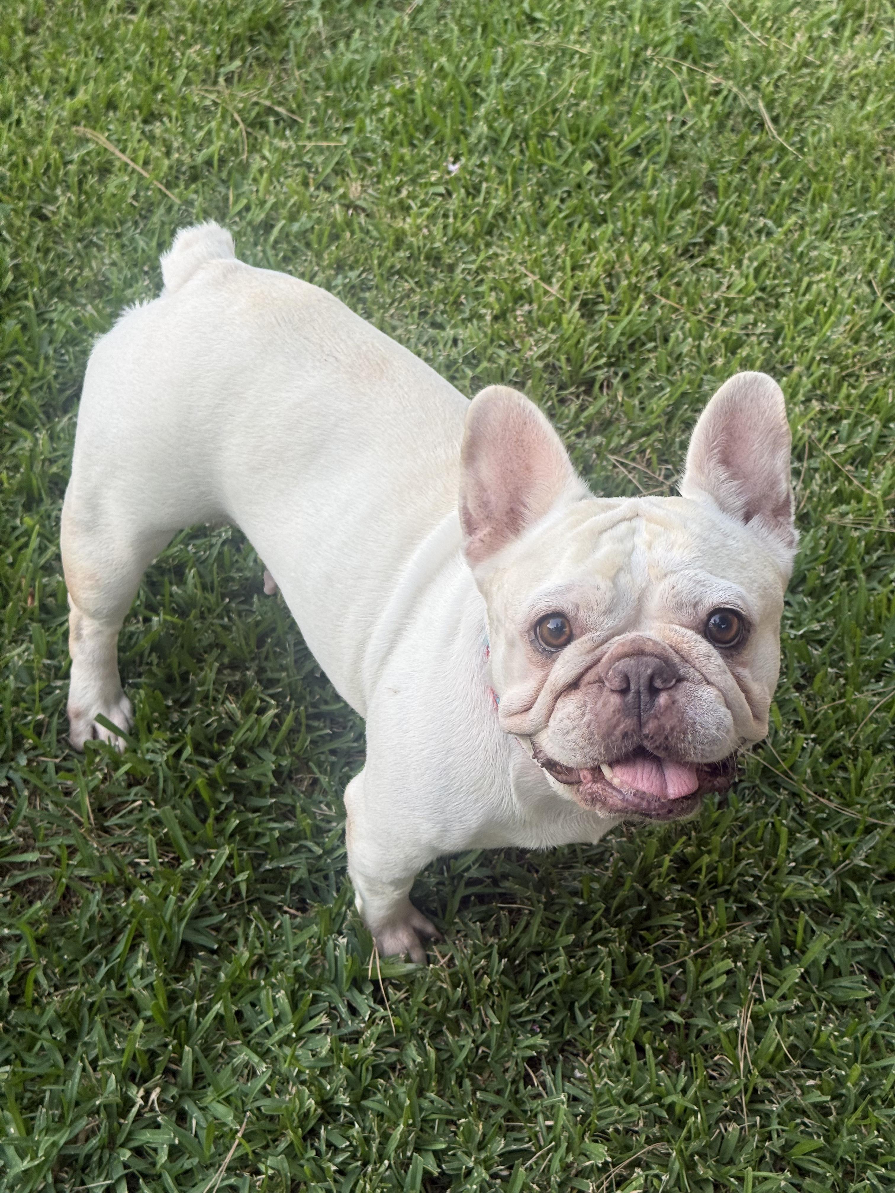 Enlarge Adorable CreamPuff, a Adoptable French Bulldog in Huntington Beach, CA image 3/3