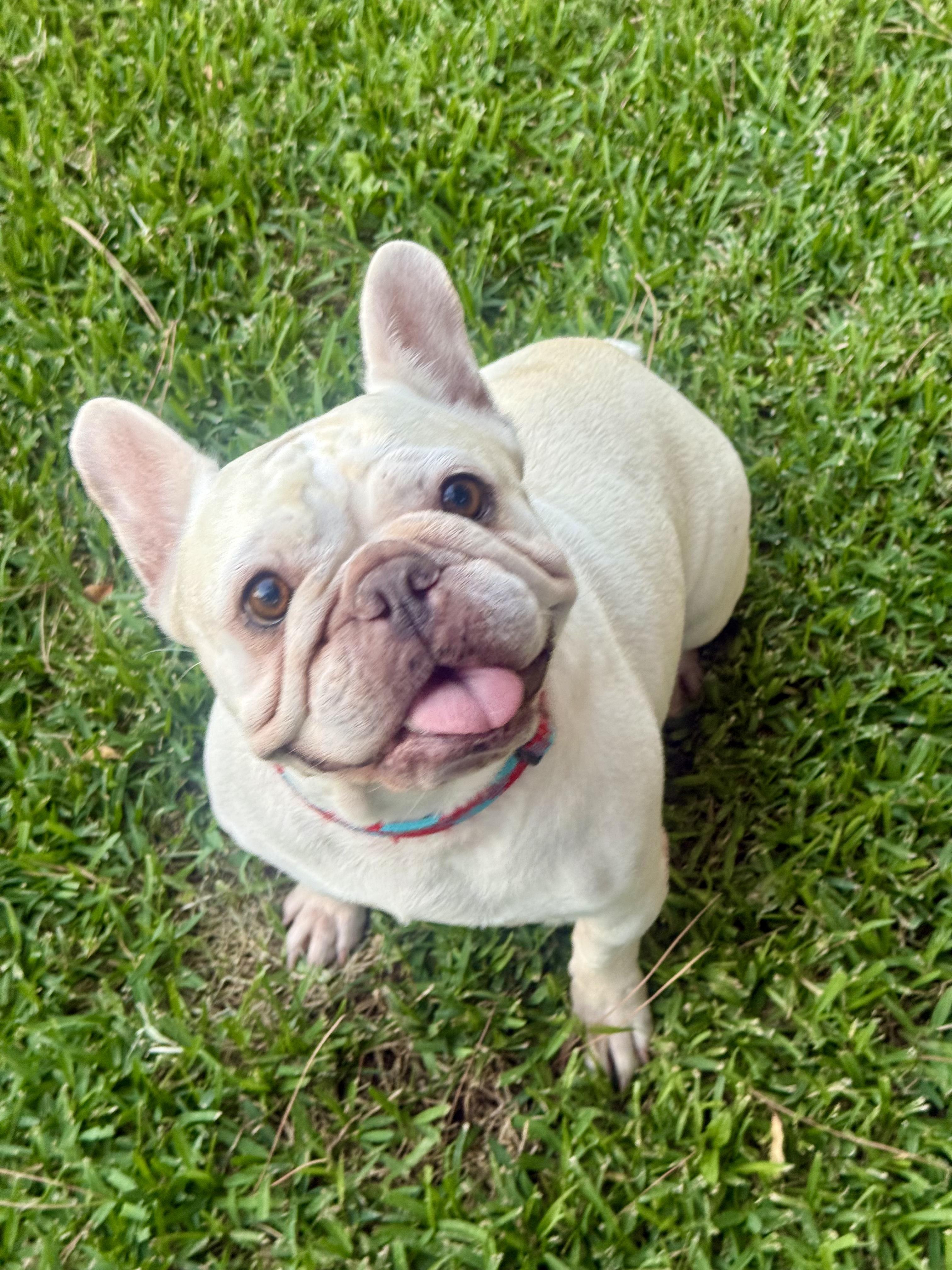 Enlarge Adorable CreamPuff, a Adoptable French Bulldog in Huntington Beach, CA image 2/3