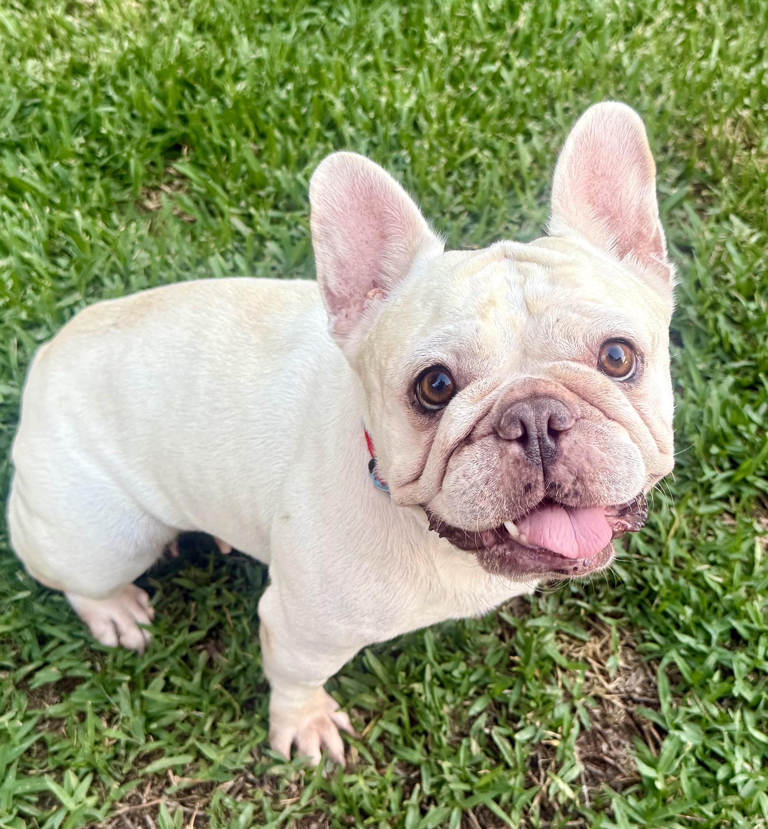 Enlarge Adorable CreamPuff, a Adoptable French Bulldog in Huntington Beach, CA image 1/3