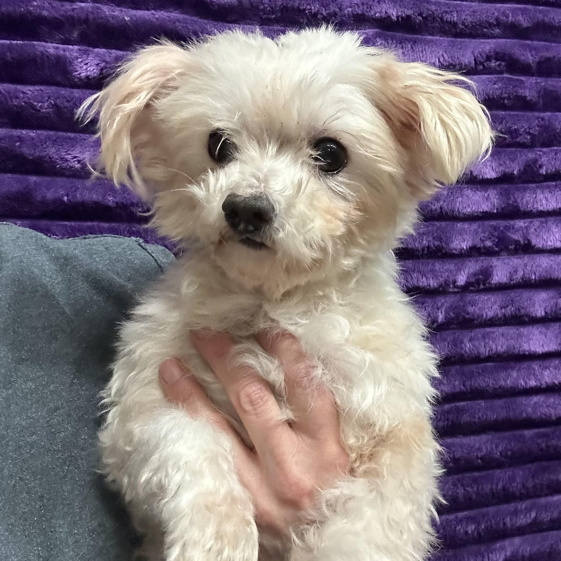 Enlarge Coventry, a Adoptable Maltese in Hartland, WI image 1/6