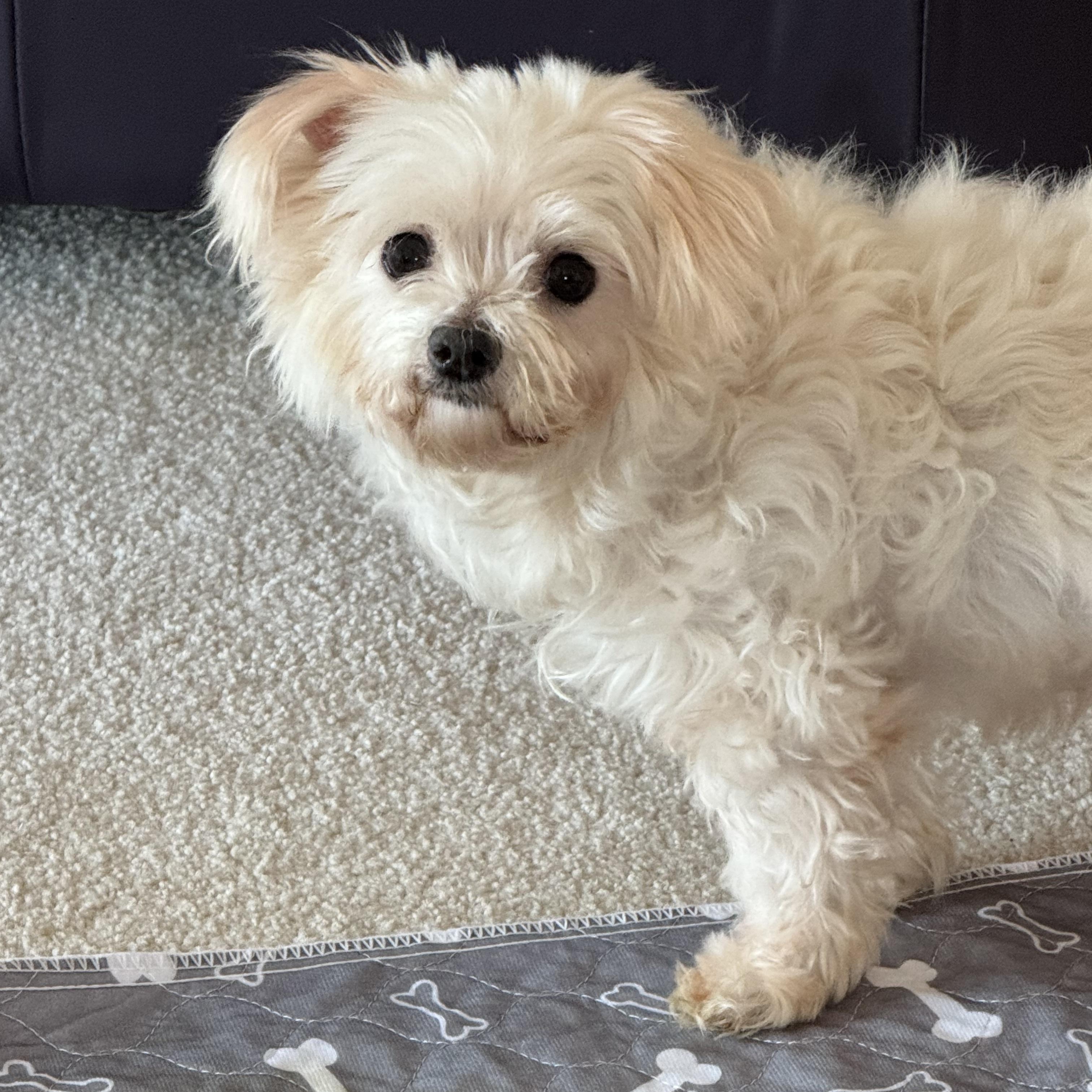 Enlarge Coventry, a Adoptable Maltese in Hartland, WI image 4/6