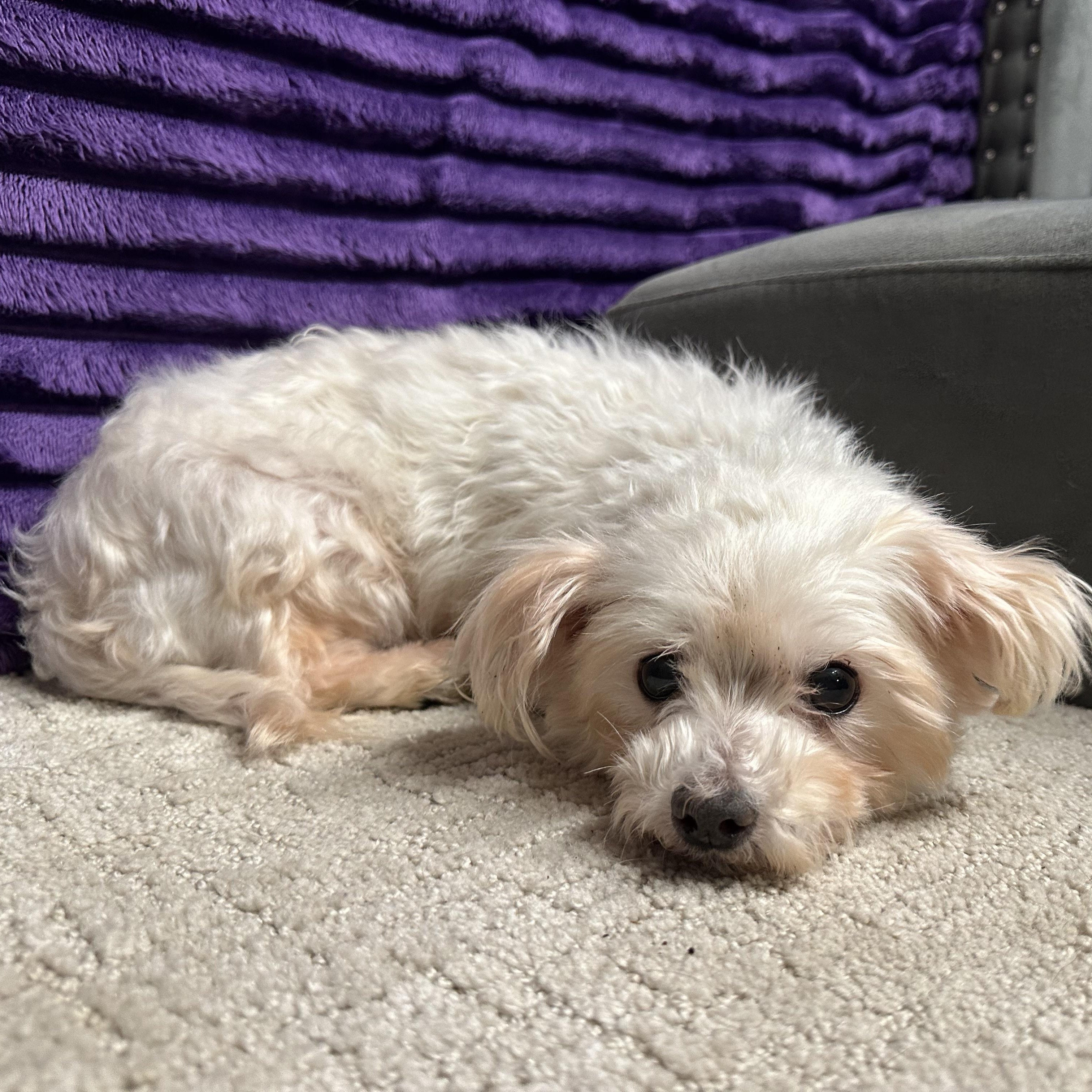 Enlarge Coventry, a Adoptable Maltese in Hartland, WI image 3/6