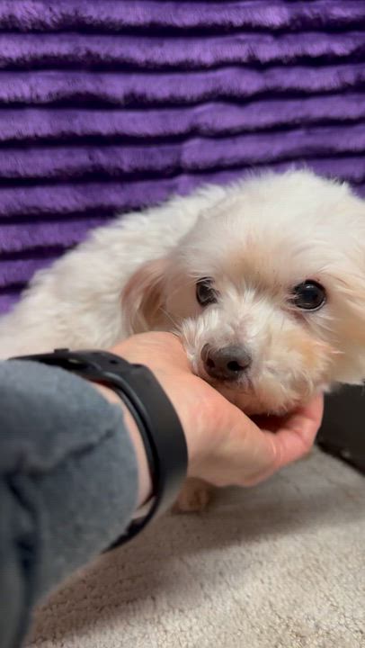 Enlarge Coventry, a Adoptable Maltese in Hartland, WI video 6/6