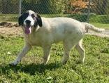 Tammy, Adoptable, Young Female Border Collie.