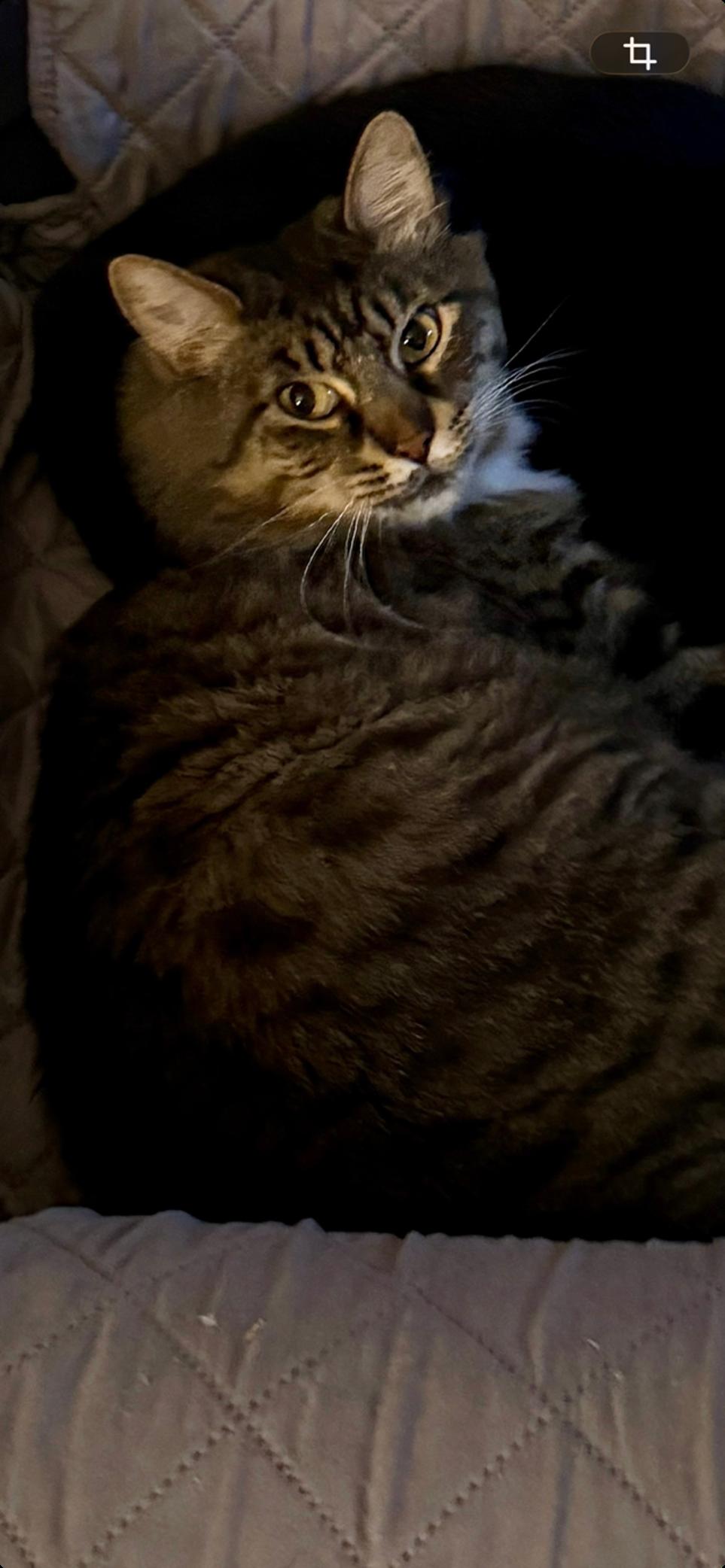 FOZZY - Maine Coon mix - BIG Sweetie!, Adoptable, Adult Male Maine Coon & Domestic Medium Hair.
