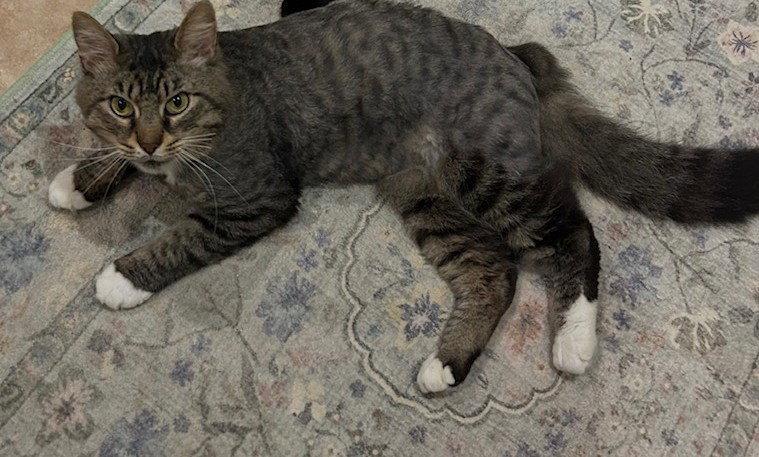 Enlarge FOZZY - Maine Coon mix - BIG Sweetie!, a Adoptable mixed breed in Atlanta, GA image 2/3
