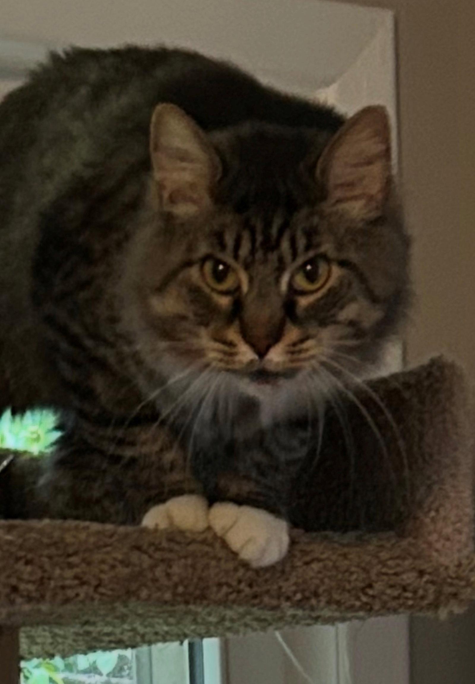 Enlarge FOZZY - Maine Coon mix - BIG Sweetie!, a Adoptable mixed breed in Atlanta, GA image 3/3