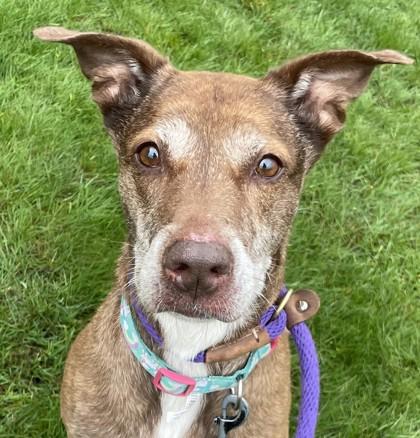 Ruthie, Adoptable, Senior Female Mixed Breed & Mixed Breed.