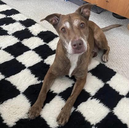 Enlarge Ruthie, a Adoptable Mixed Breed in Seattle, WA image 1/2