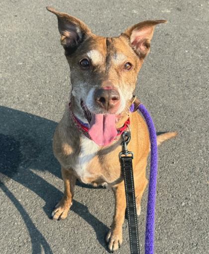 Enlarge Ruthie, a Adoptable Mixed Breed in Seattle, WA image 2/2