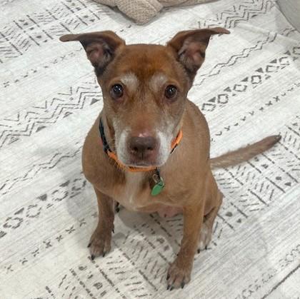 Enlarge Ruthie, a Adoptable Mixed Breed in Seattle, WA image 2/3