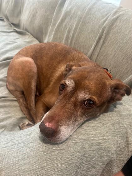 Enlarge Ruthie, a Adoptable Mixed Breed in Seattle, WA image 1/2