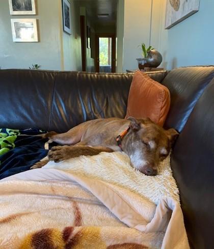 Enlarge Ruthie, a Adoptable Mixed Breed in Seattle, WA image 3/3