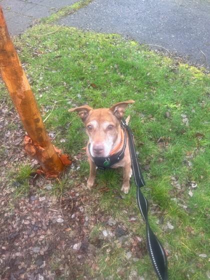 Enlarge Ruthie, a Adoptable Mixed Breed in Seattle, WA image 2/2