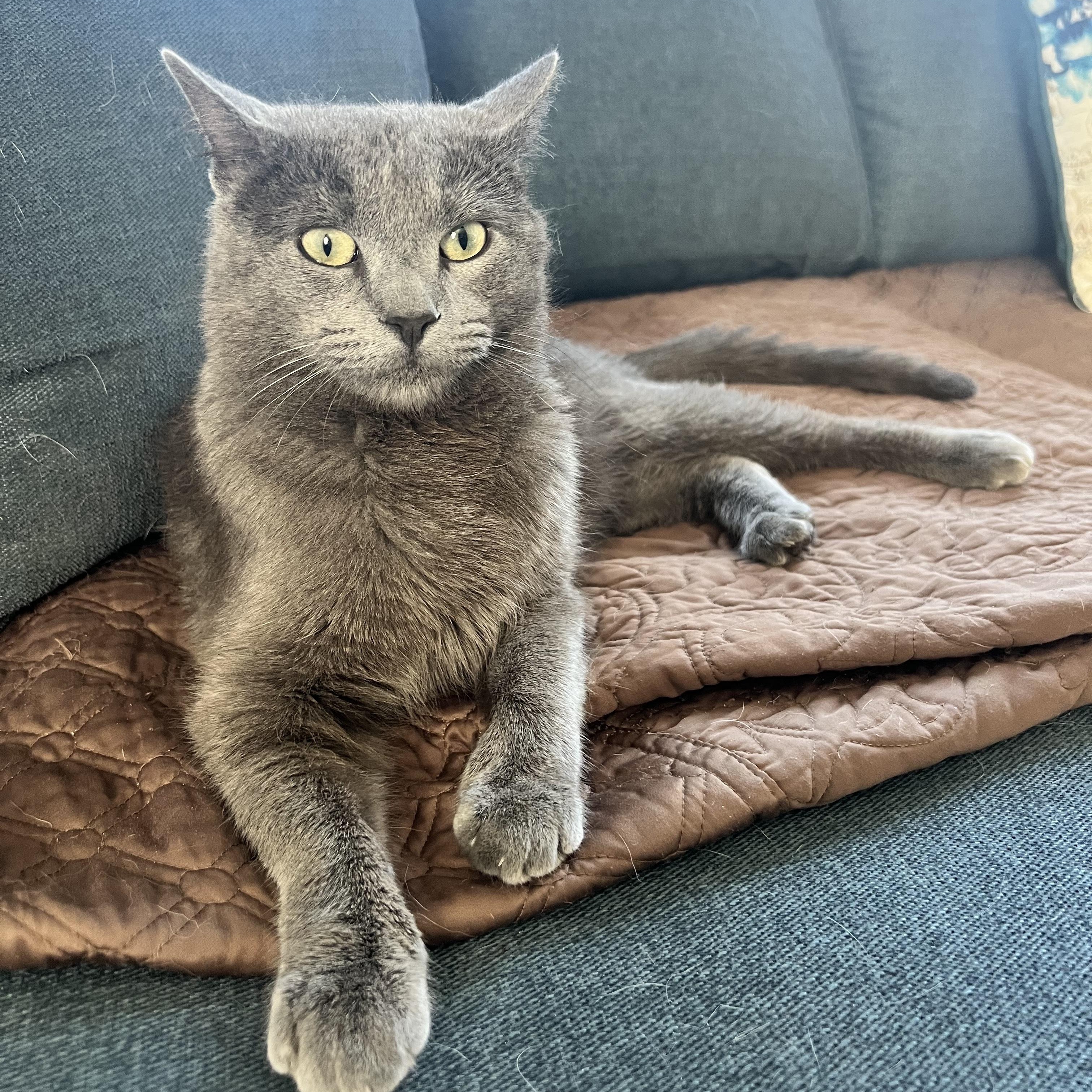 Buddy, Adult Male Russian Blue