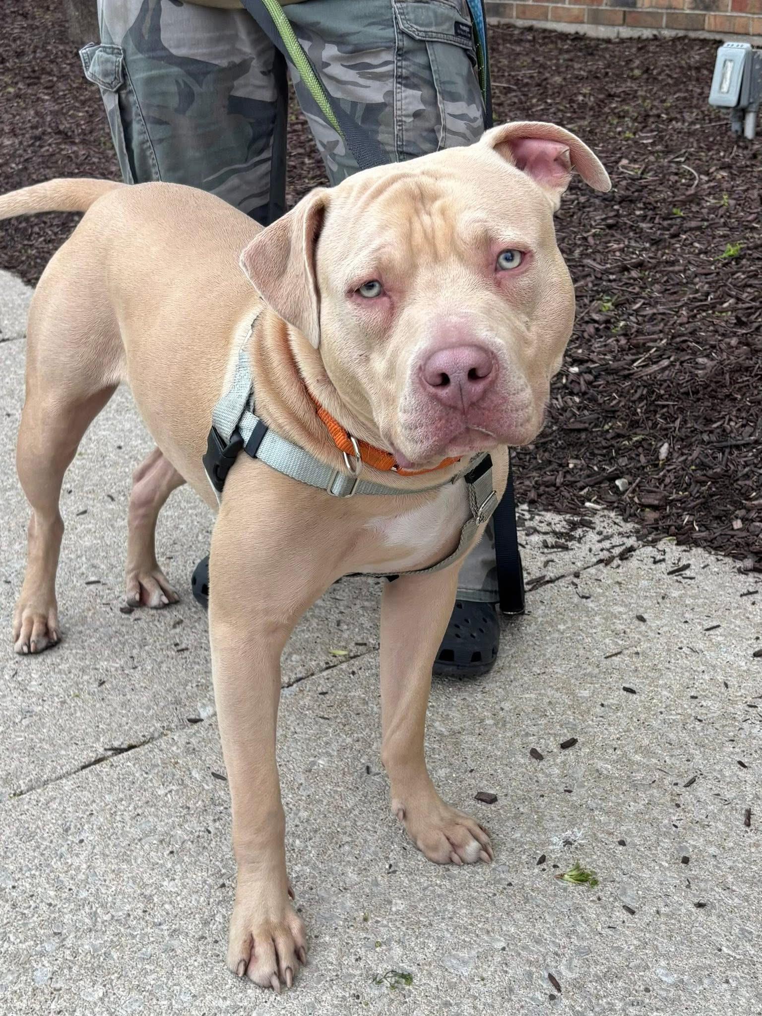 Enlarge Cheese, a ADOPTABLE mixed breed in Blue Island, IL image 2/4