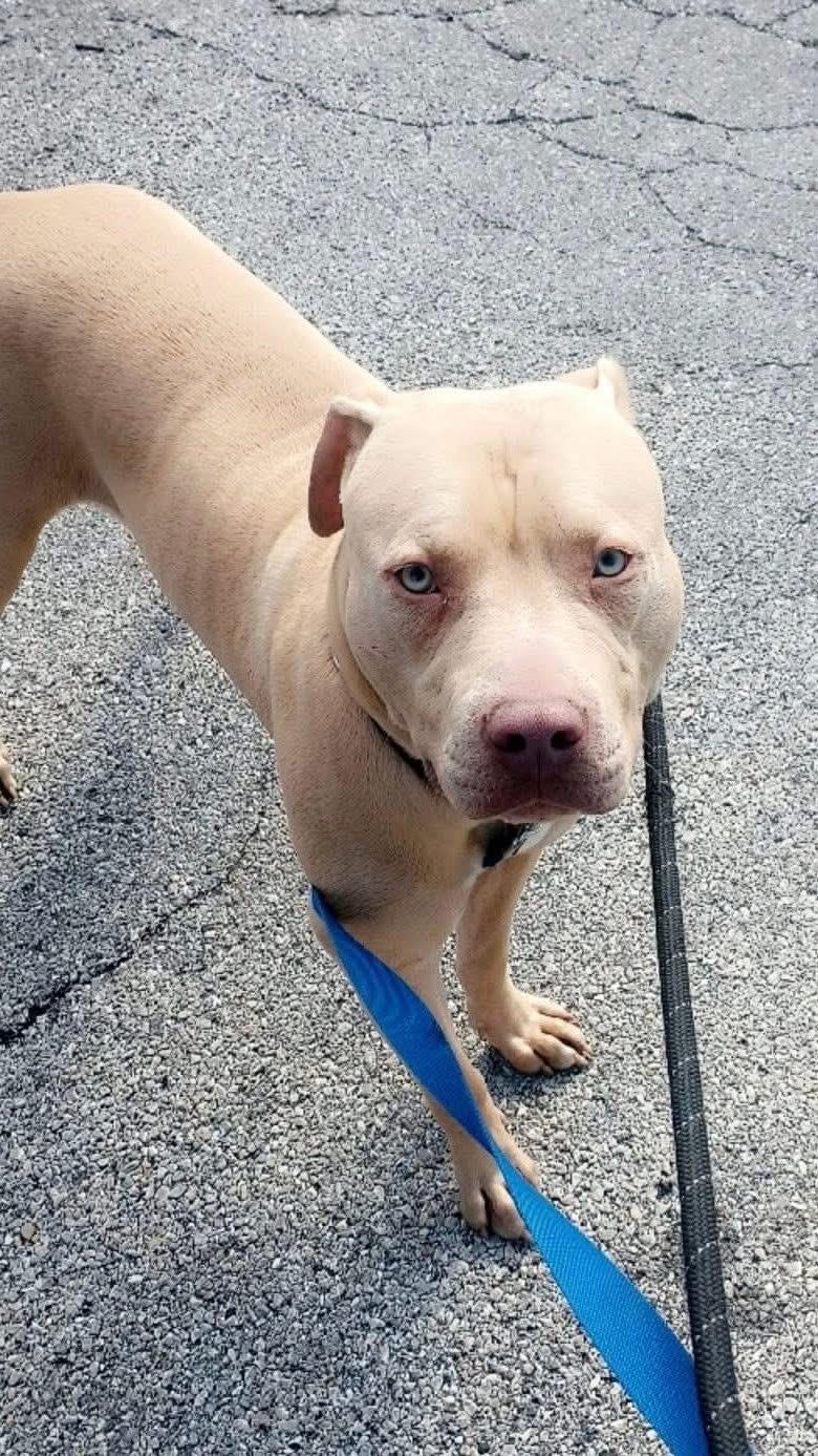 Enlarge Cheese, a ADOPTABLE mixed breed in Blue Island, IL image 3/4