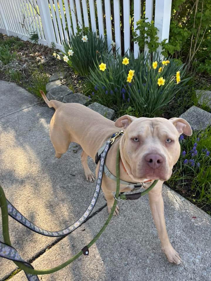 Enlarge Cheese, a ADOPTABLE mixed breed in Blue Island, IL image 1/4