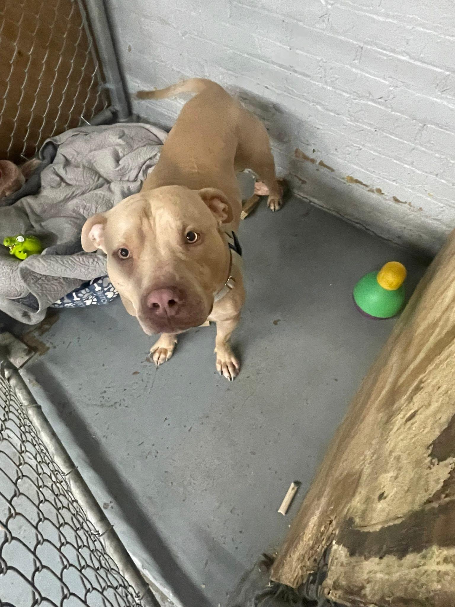 Enlarge Cheese, a ADOPTABLE mixed breed in Blue Island, IL image 4/4
