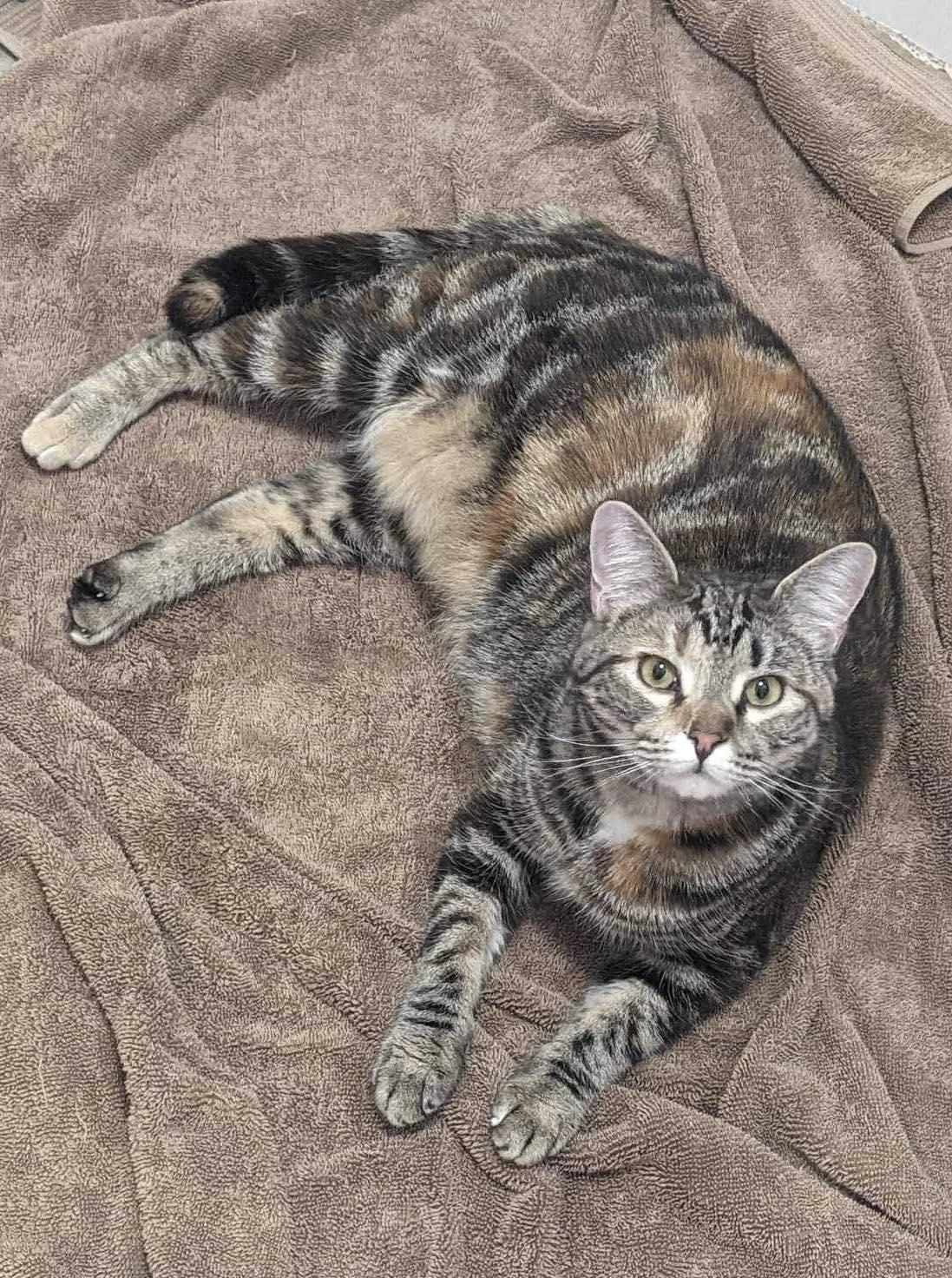 Enlarge CAYENNE II, a Adoptable Torbie in Capshaw, AL image 1/3