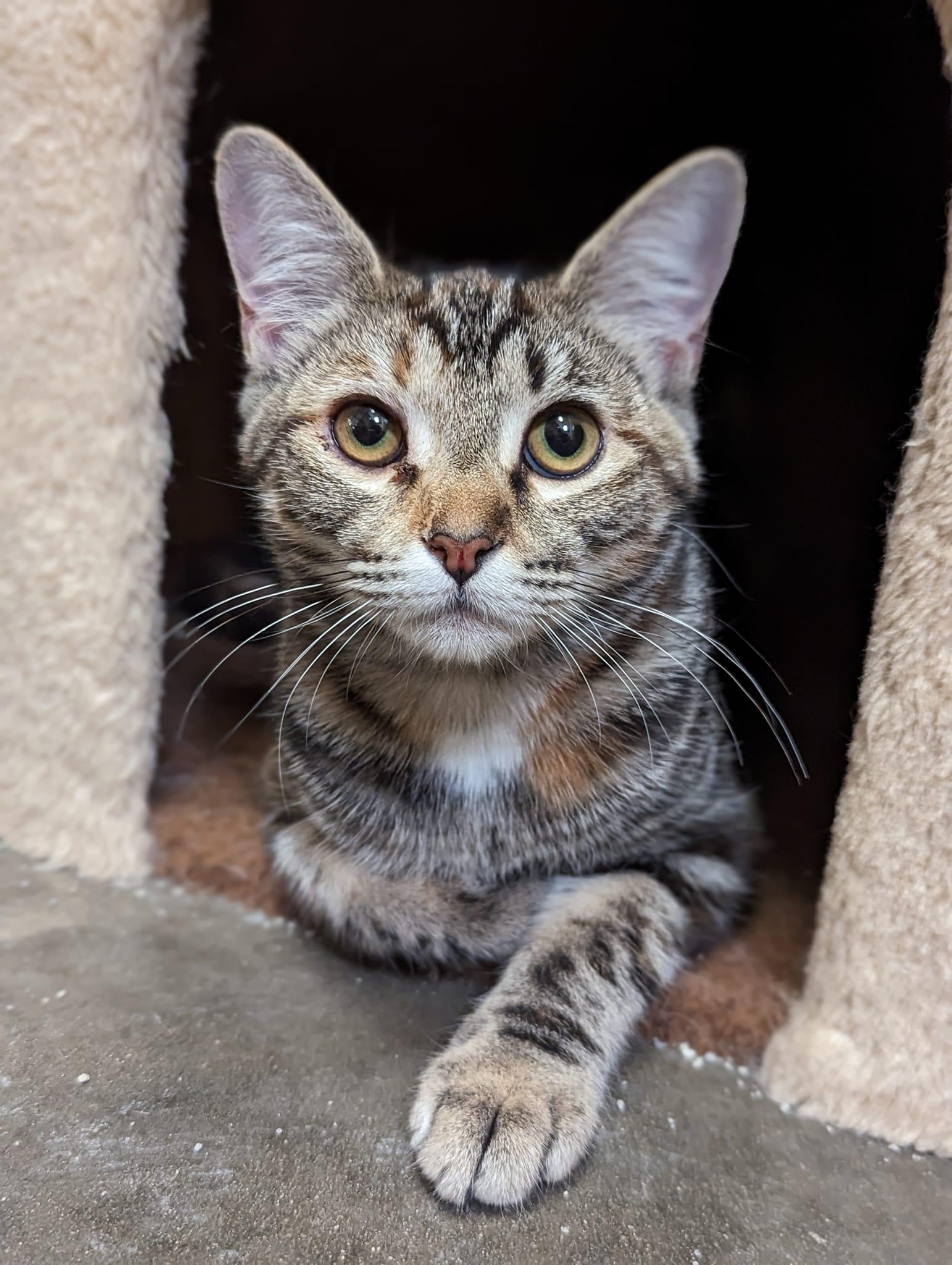 Enlarge CAYENNE II, a Adoptable Torbie in Capshaw, AL image 2/3