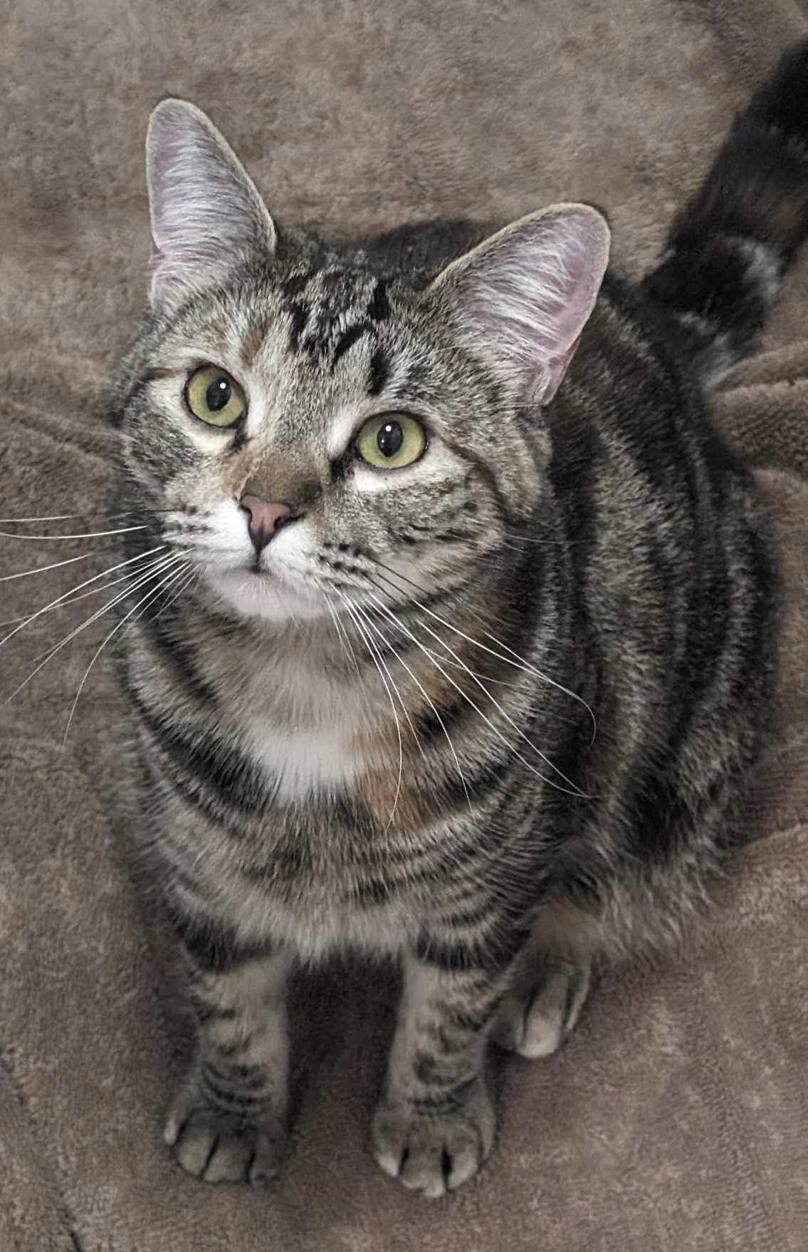 Enlarge CAYENNE II, a Adoptable Torbie in Capshaw, AL image 3/3