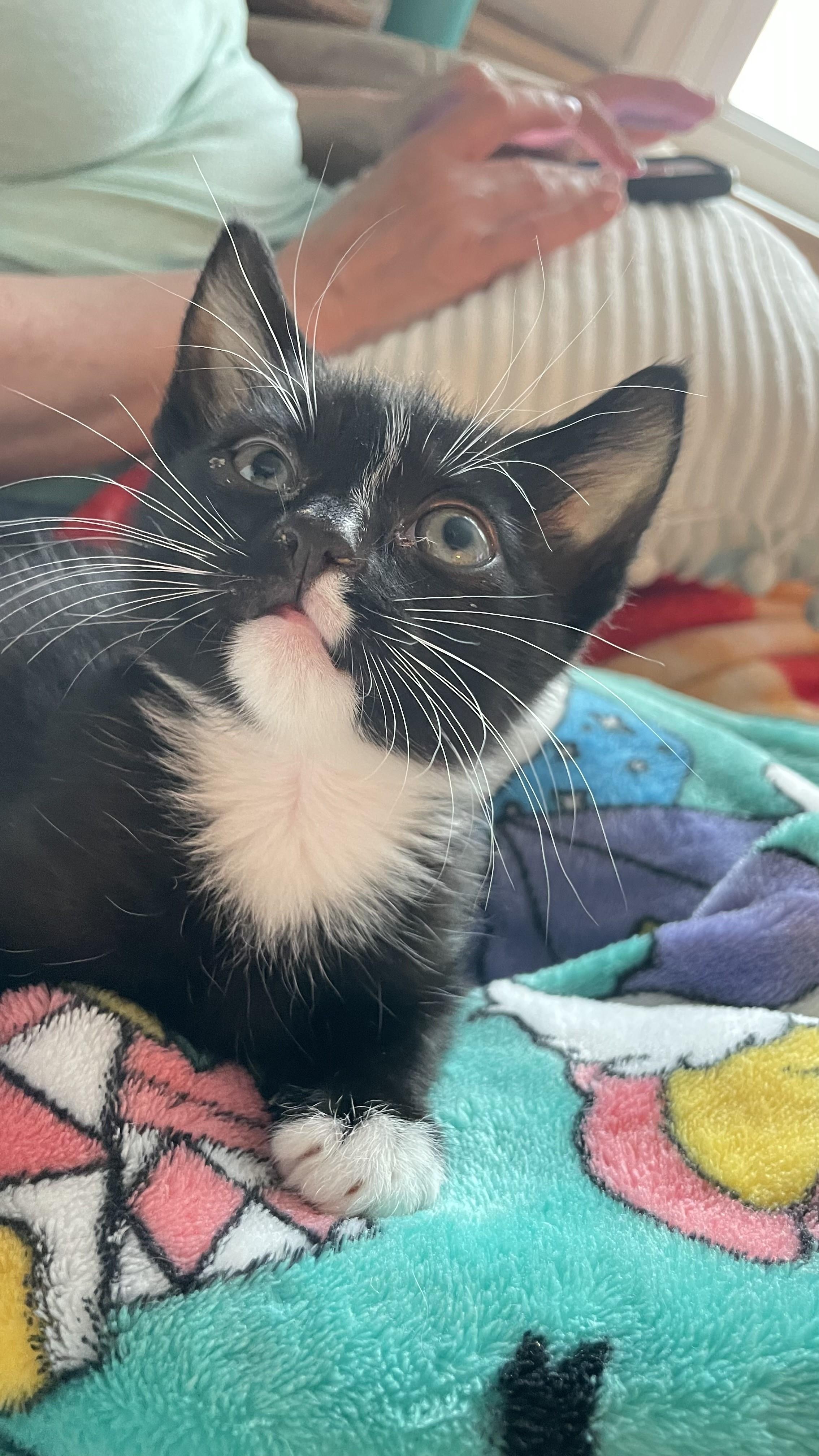 Uno-Irrestible Snuggle Buddy, a Adoptable Tuxedo in Laurel, MD image 2/4