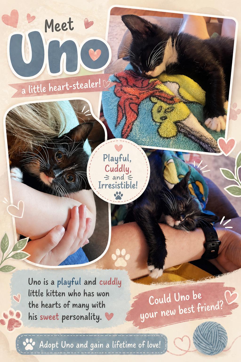 Uno-Irrestible Snuggle Buddy, a Adoptable Tuxedo in Laurel, MD image 4/4