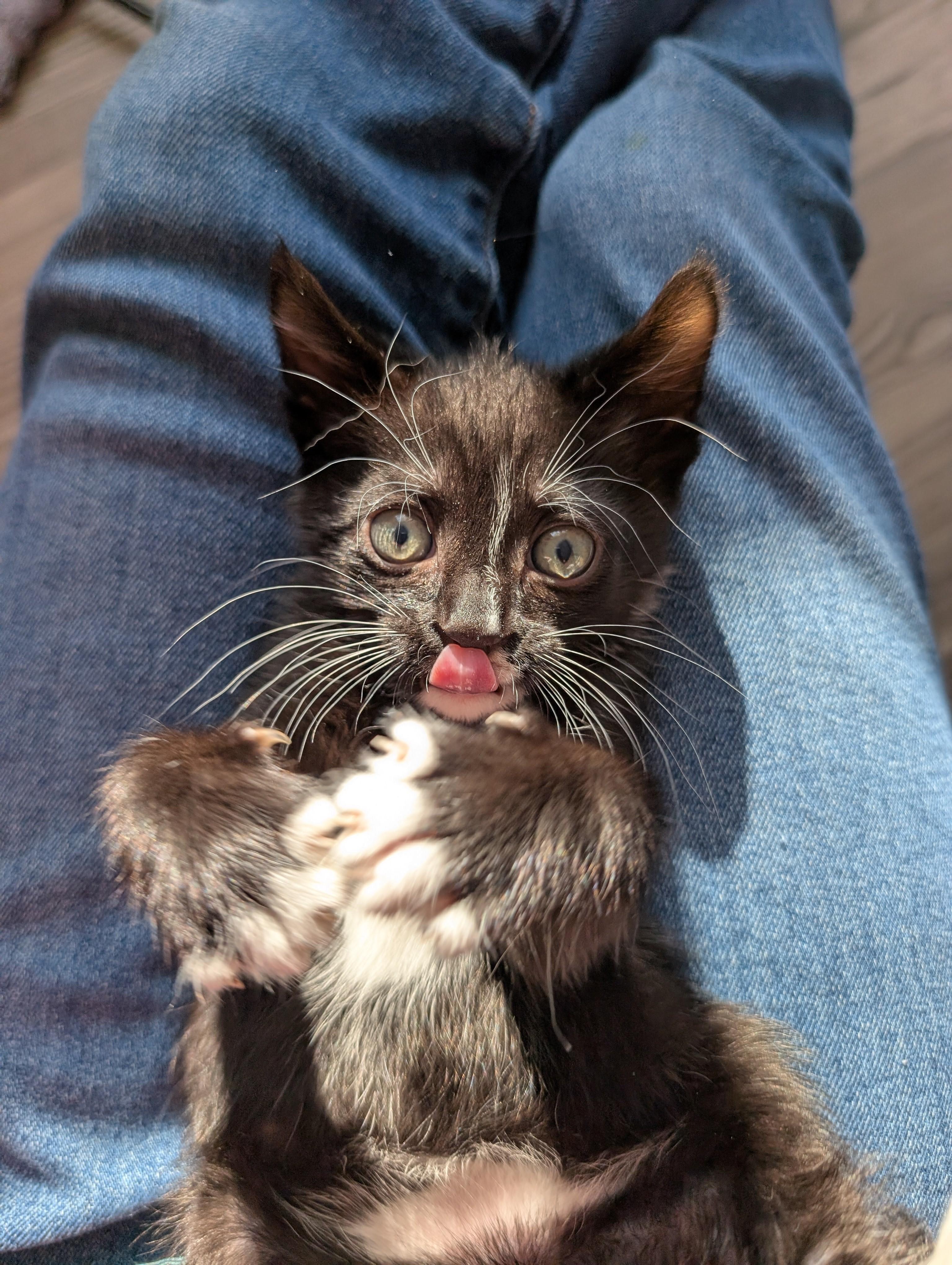 Uno-Irrestible Snuggle Buddy, a Adoptable Tuxedo in Laurel, MD image 3/4