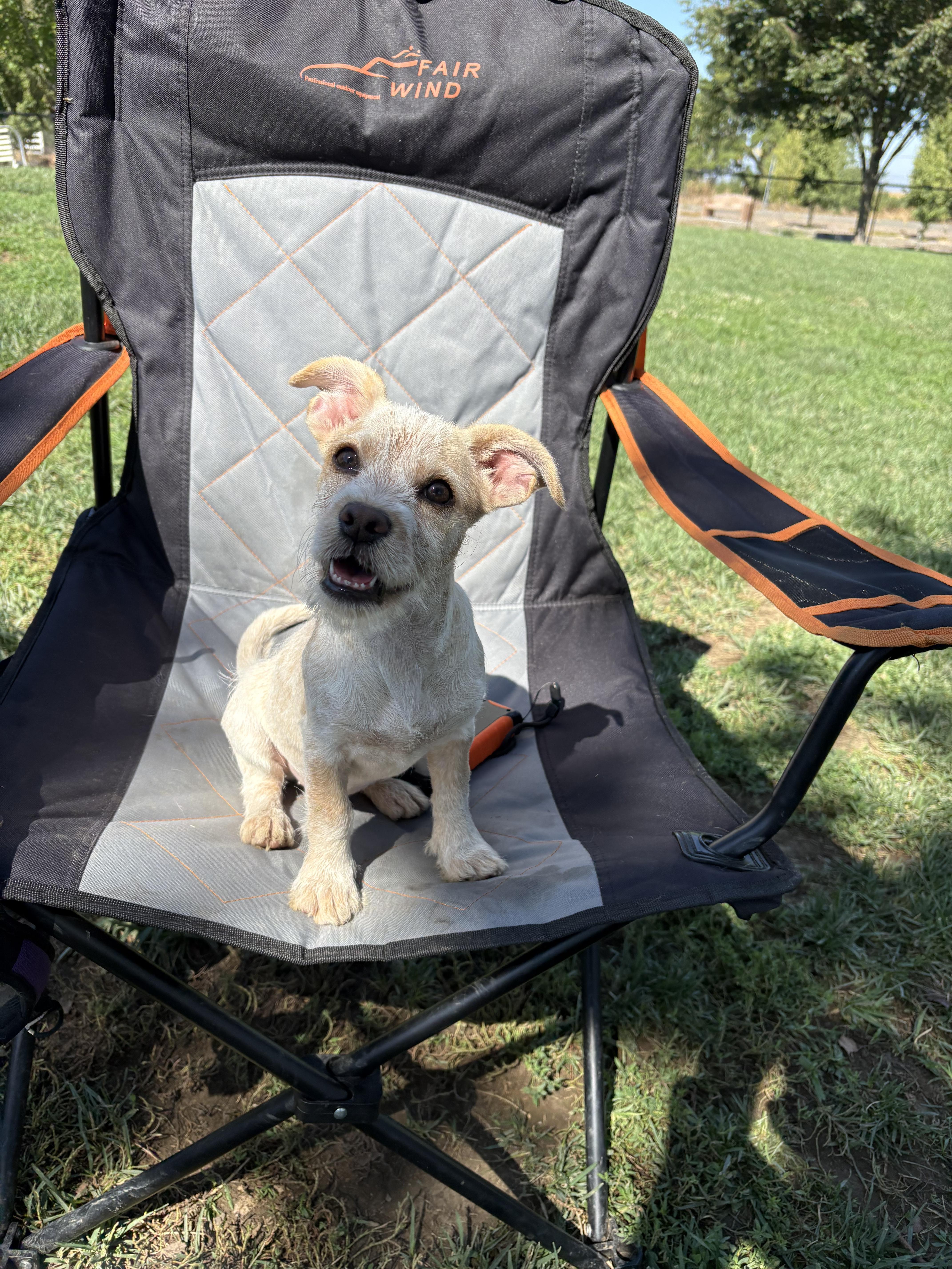 Enlarge PENNY THE BEST PUPPY, a ADOPTABLE mixed breed in woodland, CA image 3/6