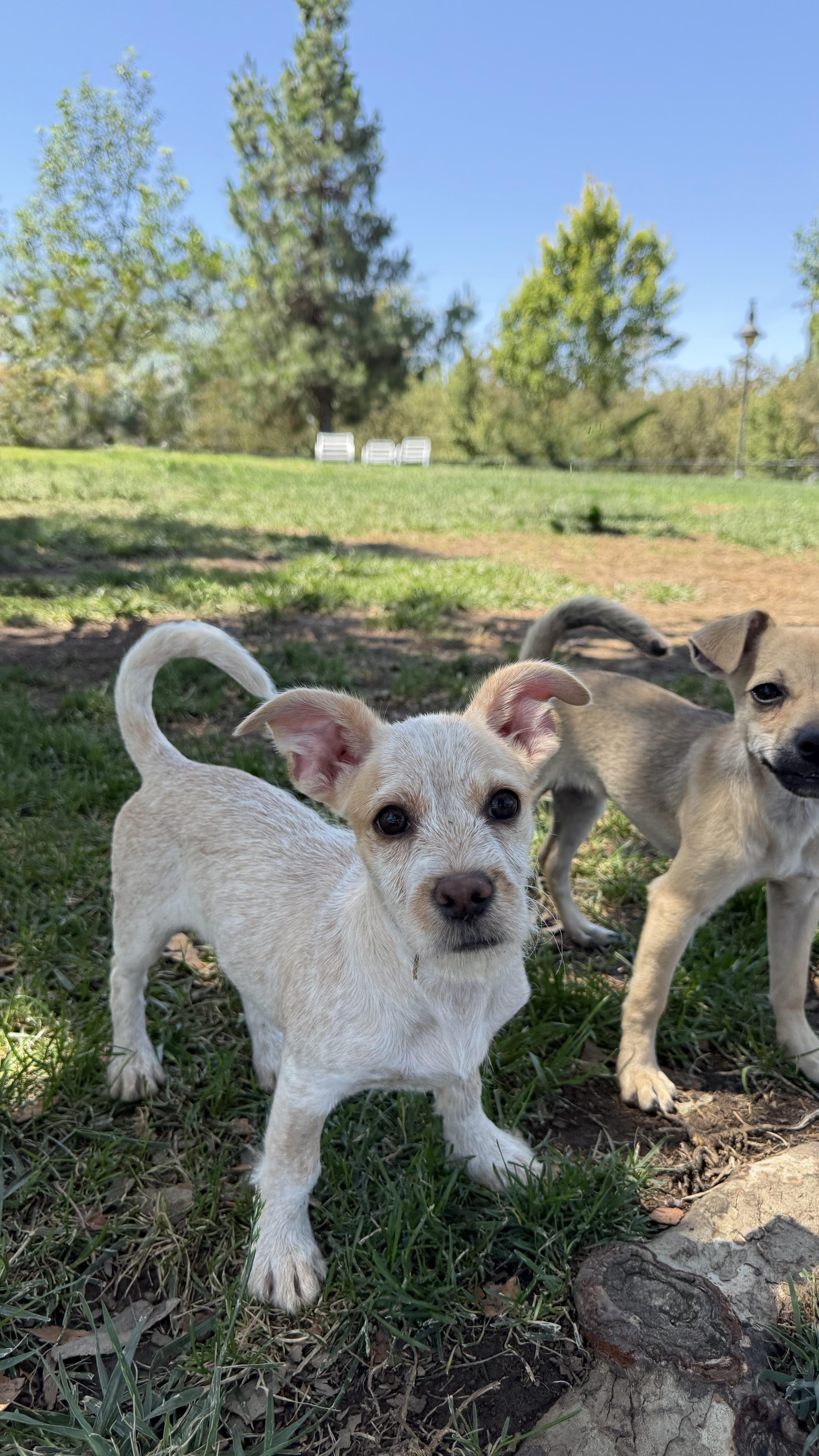 Enlarge PENNY THE BEST PUPPY, a ADOPTABLE mixed breed in woodland, CA image 4/6