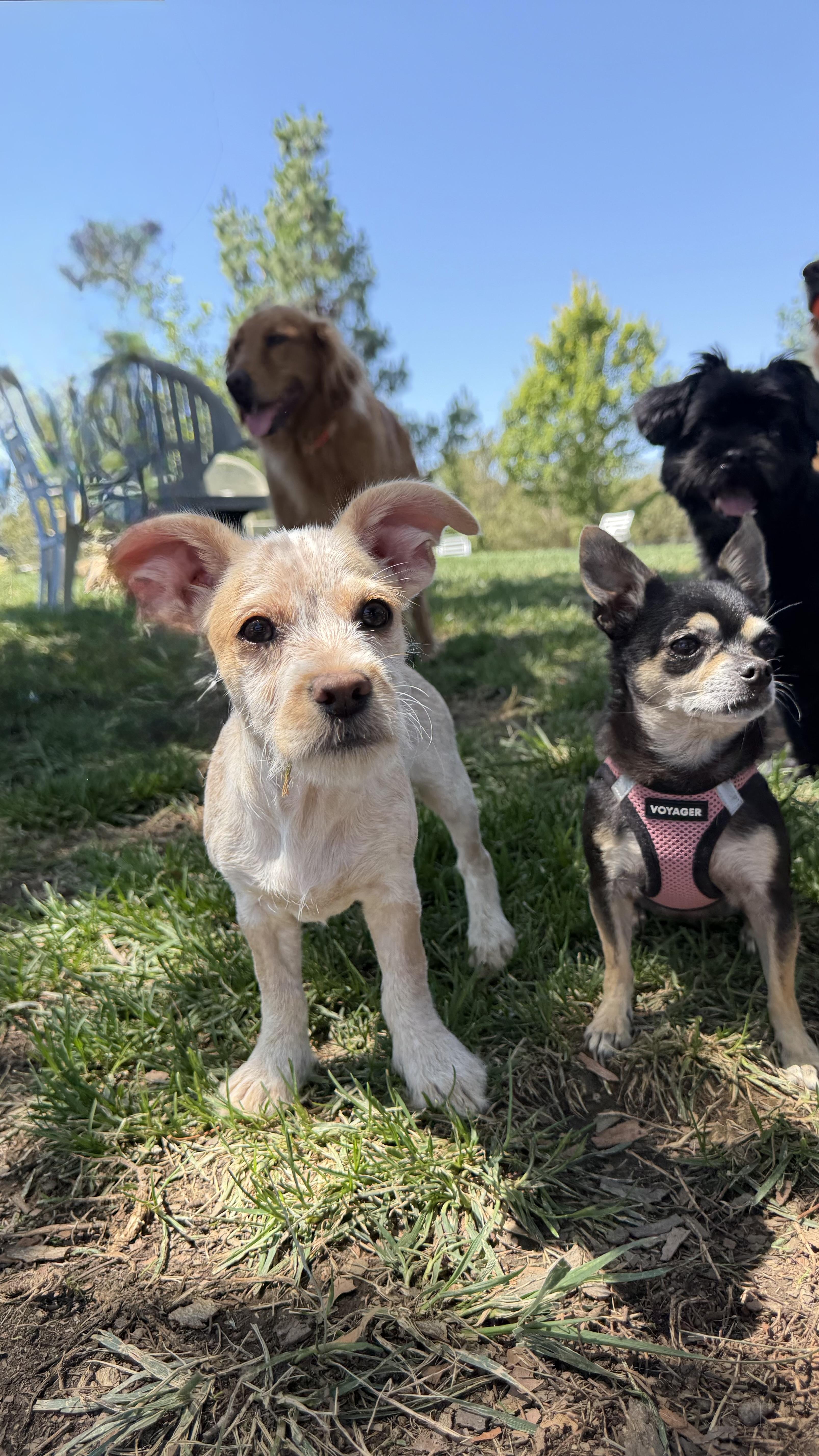 Enlarge PENNY THE BEST PUPPY, a ADOPTABLE mixed breed in woodland, CA image 2/6