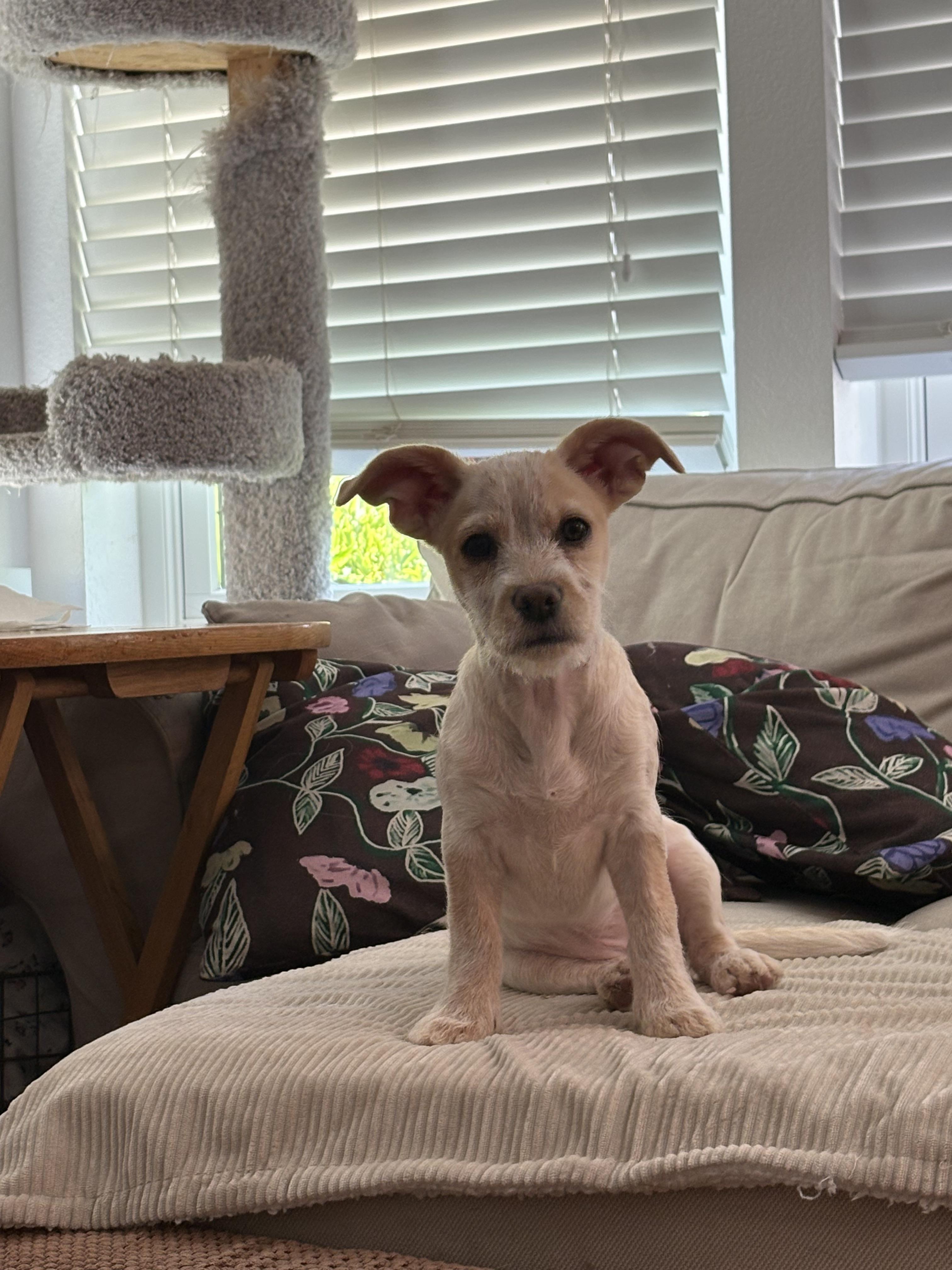 Enlarge PENNY THE BEST PUPPY, a ADOPTABLE mixed breed in woodland, CA image 5/6