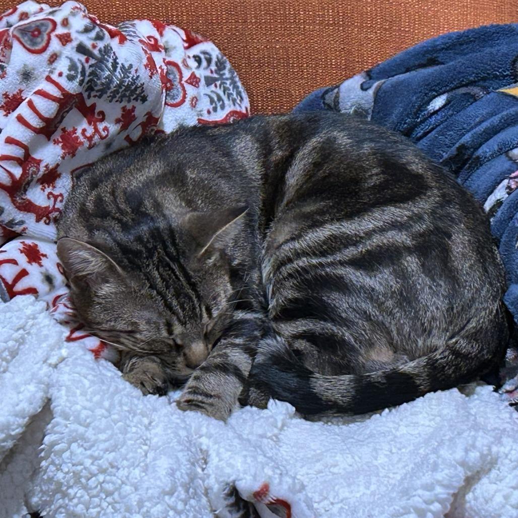 Enlarge Minerva, a Adoptable Domestic Short Hair in Wakefield, MA image 1/6