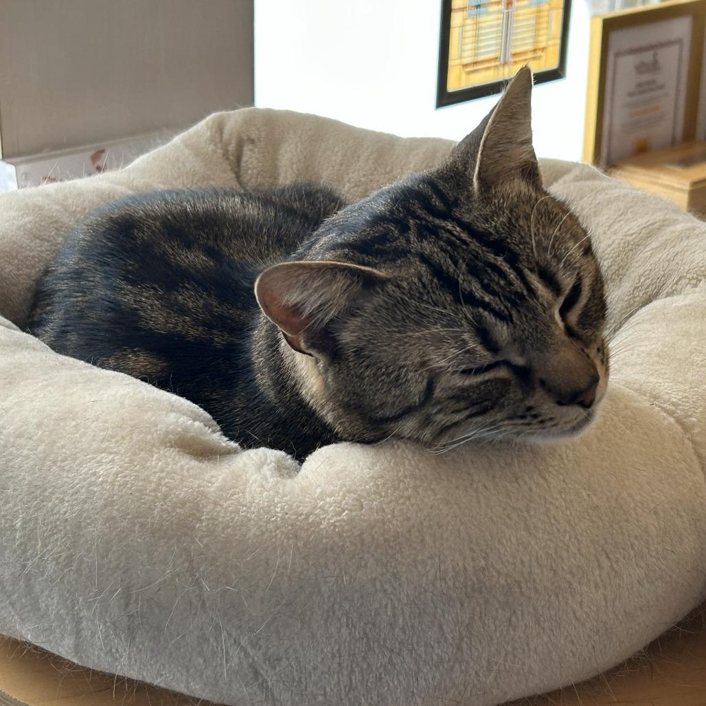 Enlarge Minerva, a Adoptable Domestic Short Hair in Wakefield, MA image 2/6