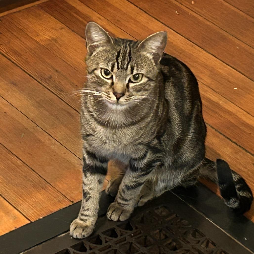 Enlarge Minerva, a Adoptable Domestic Short Hair in Wakefield, MA image 3/6